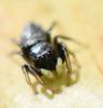 Heliophanus cupreus
